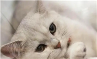 猫咪为什么会发青呢