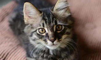 狸花猫和缅因猫哪个厉害 狸花猫和缅因猫哪个厉害