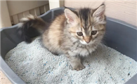 猫咪为什么不用砂盆呢