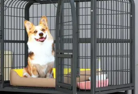 华美宠物狗笼:让爱犬拥有舒适温馨的家园-宠物网