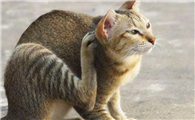 猫咪喜欢挠胳膊是为什么啊