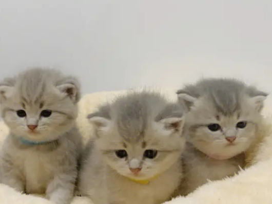 小奶猫怎样分辨公母