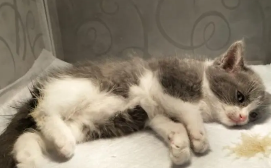 买到星期猫怎么让她退钱