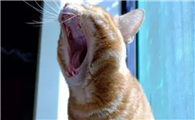为什么会猫咪仰天叫呢