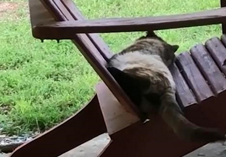 胖猫在木凳上嘚瑟休息，殊不知已经被小鸟盯上，成了建筑材料？