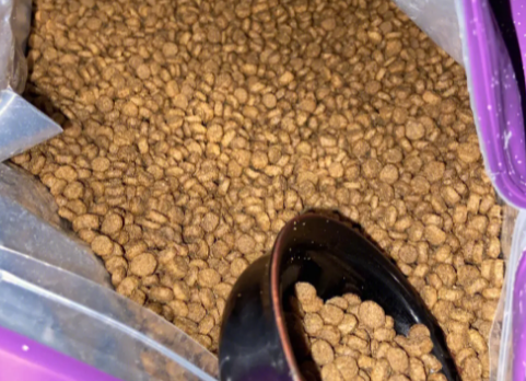 宠仔猫粮怎么样