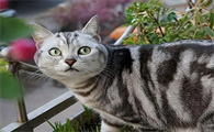 虎皮猫为什么不建议养