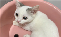 猫咪为什么喜欢玩盆呢