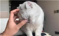 猫为什么故意踩人脸