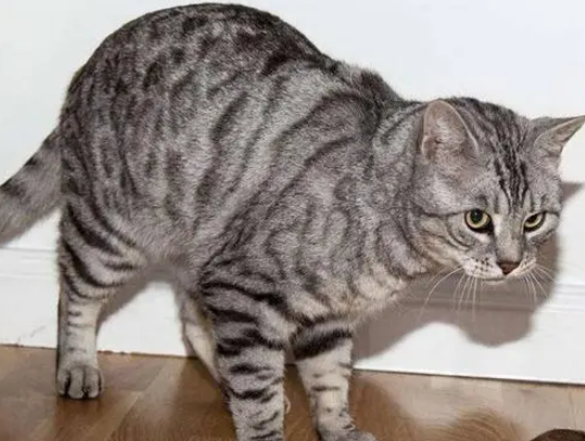 狸花猫是中国独有的吗