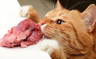 猫咪为什么能吃鲜牛肉