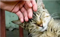 猫咪总是缠着人是为什么呢