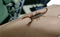 宠物蝎子品种