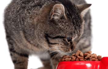 彼特堡猫粮如何 彼特堡猫粮如何