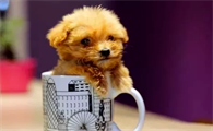 茶杯犬背后的残忍真相