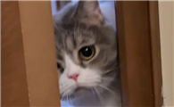 猫咪为什么要来敲门呢