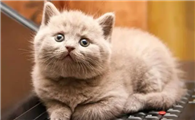 猫为什么不叫了呢