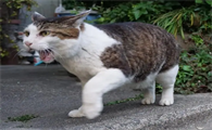 猫咪为什么找不到回家的路