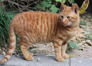 黑狸猫厉害还是黄狸猫