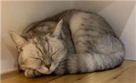 猫咪喜欢睡在高处是为什么啊