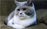 猫咪为什么打摆子呢