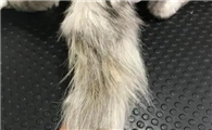 为什么猫咪的尾巴里很脏呢