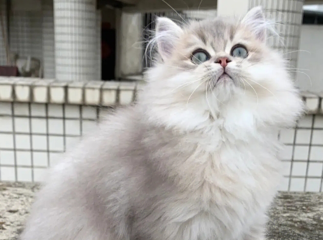 英国长毛猫图片多少钱一只