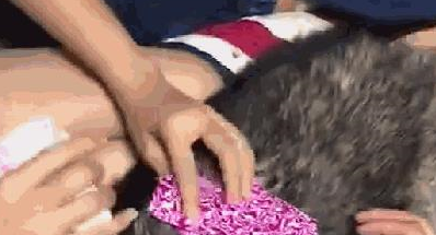 二哈拆家把牌桌拆了,主人命令它用身体当牌桌,狗子的表情亮了 二哈拆家把牌桌拆了,主人命令它用身体当牌桌,狗子的表情亮了