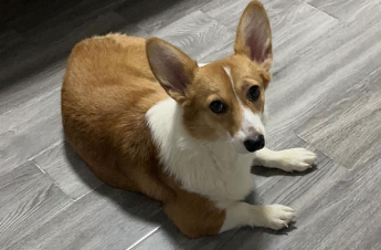 柯基犬怎么训练不乱叫