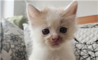 为什么女生害怕猫咪呢