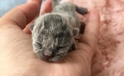 小奶猫养活的几率大吗 小奶猫养活的几率大吗