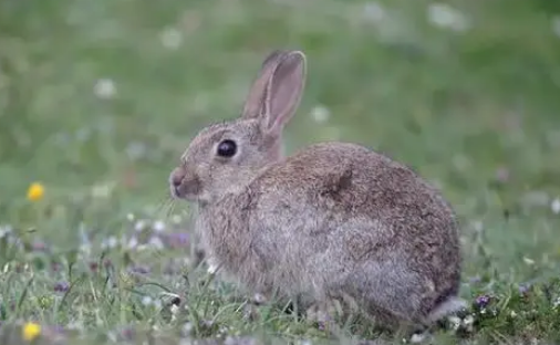 世界名兔—穴兔