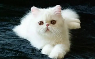 世界上最好养的猫是什么品种