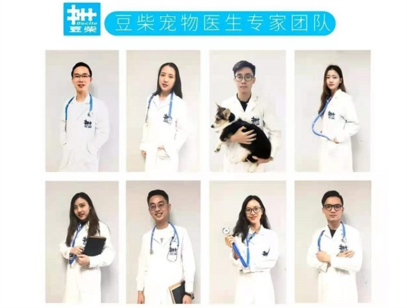 豆柴公益｜流浪动物捐助，七年步履不停