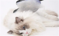 猫咪为什么有的毛不长长呢