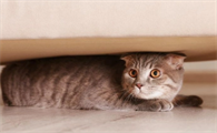 猫咪为什么会这么慢呢
