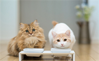 猫咪埋头踩奶是什么意思