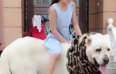 小主人把大白熊犬当马骑，威风的小模样亮了，网友：羡慕 
