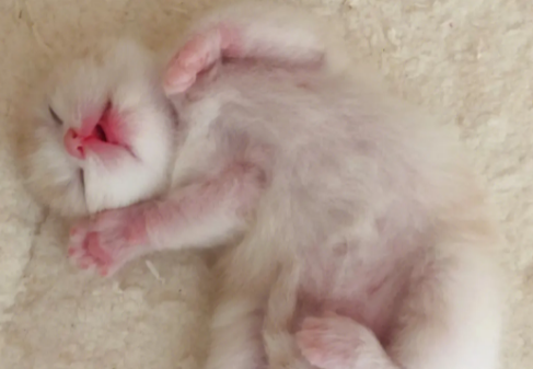 小奶猫总睡觉正常吗