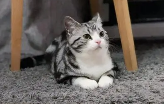 起司猫动漫被打屁股