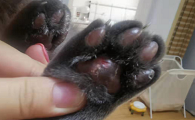 猫咪脚底出现溃疡是为什么