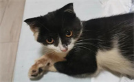 乌云盖雪猫是什么猫生的