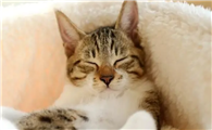 猫咪为什么会躺平睡觉呢