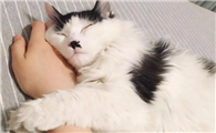 猫咪为什么性格粘人啊