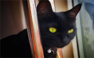 玄猫护身的人厉害吗