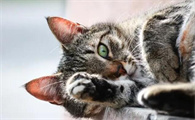 猫咪为什么没事就睡觉呢