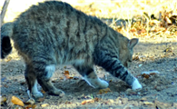 猫咪为什么要用泥土盖粪便啊