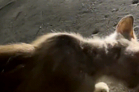 门口来了只脏兮兮的猫,看见宠物猫它满眼卑微,几个月后颜值逆袭 门口来了只脏兮兮的猫,看见宠物猫它满眼卑微,几个月后颜值逆袭