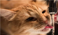 猫咪为什么喜欢偷喝水呢