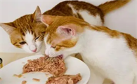 猫咪为什么吃肉要人喂它呢